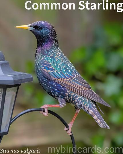 🌍🌏 Common starling (Sturnus vulgaris) 

The common starling is a medium-sized bird, appearing black with a glossy green and purple iridescence up close. In winter, they are covered in bright white spots. Juveniles are grey-brown.

They are widely distributed across Eurasia, and introduced in North America, South Africa, Australia, and New Zealand, thriving in urban, suburban, and agricultural areas.

Common starlings are highly gregarious and noisy. They forage on the ground for insects and fruit. Famous for their aerial "murmurations"—large, coordinated flocks performing intricate displays at dusk—they are also known for mimicking other bird calls and squabbling at feeders. 2.5 Flash (Edited)

Around twelve subspecies are recognised.

Conservation status: Least Concern (IUCN 3.1)

📷: Photo by TheOtherKev via Pixabay
https://pixabay.com/photos/starling-bird-perched-lampost-5011486/

BKDW