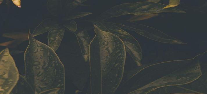 deep green leaves covered in rain