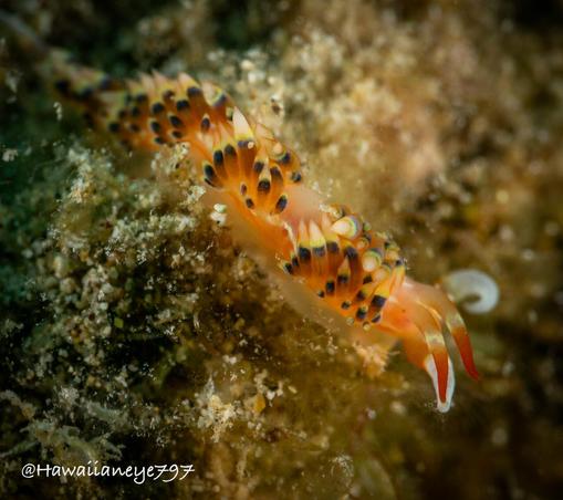 A 2 cm long sea slug crawls over a reef. It is translucent orange with dozens of raised appendages that have white tips and dark to light brown bodies.