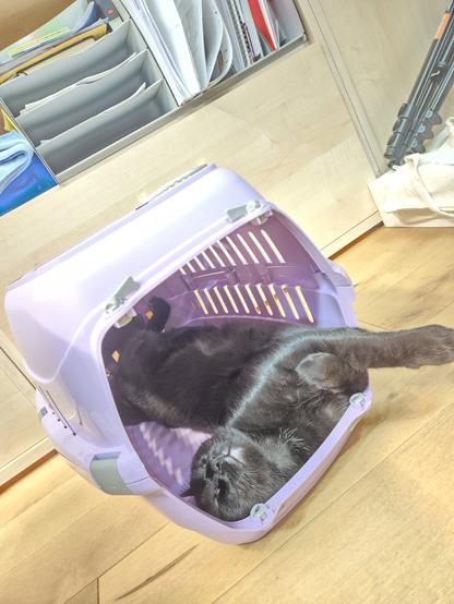 Ein schwarzer Kater liegt ganz verdreht in einer Transportbox