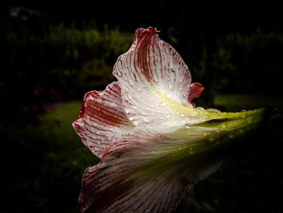 Close-up of a delicate amaryllis flower with white petals streaked with red. Droplets of water cling to the petals, giving them a dewy appearance. The flower is in sharp focus against a blurred, dark background of greenery.