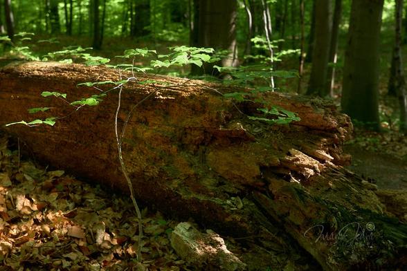 The photo shows a young beech seedling growing in the dark forest, next to the dead trunk of a large tree. In the center of the frame, from left to right, lies an old, rusty, dead trunk of a large tree. Behind this trunk, there is a slightly out-of-focus, dark beechwood forest. In front of the trunk grows a small beech seedling with bright green leaves. The leaves of this young tree and the old trunk are illuminated by a patch of sunlight. The rest of the frame is in the shade of a summer beech forest.