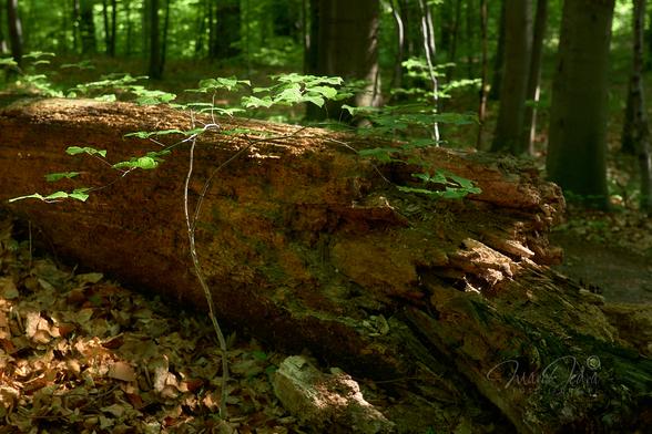 The photo shows a young beech seedling growing in the dark forest, next to the dead trunk of a large tree. In the center of the frame, from left to right, lies an old, rusty, dead trunk of a large tree. Behind this trunk, there is a slightly out-of-focus, dark beechwood forest. In front of the trunk grows a small beech seedling with bright green leaves. The leaves of this young tree and the old trunk are illuminated by a patch of sunlight. The rest of the frame is in the shade of a summer beech forest.