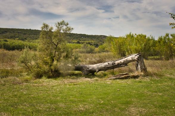 un albero spezzato e caduto da cui ne cresce un altro, vivo