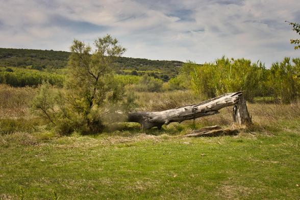 un albero spezzato e caduto da cui ne cresce un altro, vivo