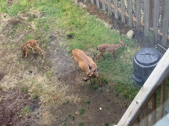 Three deer in a backyard.