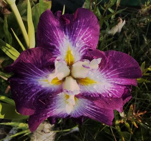 die Blüte einer Schwertlilie in einem Wasserkübel, hier ncht im Bild. Die Blüte ist innen mit drei dicken weißen Blütenstempeln ausgestattet. Die vier sehr großen runden, am Rand leicht gewellten Blütenblätter überlappen sich in der Mitte, oben eines, rechts und links je eines, dasntere ist nach nten gebigen. Alle vier beginnen innen mit einem gelben Strich, der in ein strahlendes Weiß übergeht. Dieses Weiß geht mit feinem Strahlenmuster in ein sehr kräftiges Lila über.