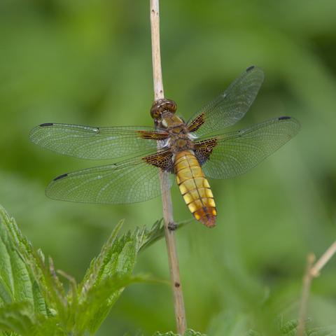 a young female boad-bodied chaser dragonfly on a dry stalk between stinging nettles.
