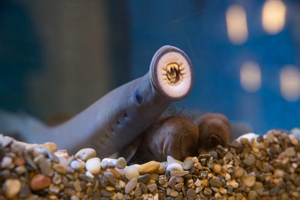 In the image, a brown and gray slug is laying on its back on a bed of rocks, possibly a beach or shoreline, in a dark blue-green body of water. The slug, appearing to be in repose, is oriented towards the left side of the image, appearing quite active in the underwater scene. The rocks surrounding the slug create a natural and intriguing backdrop for this unusual creature.