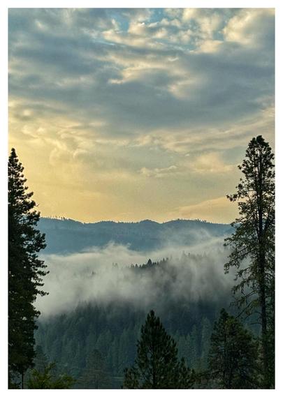 Mist rises from the tops of fir trees in a landscape of forested hills. Two tall firs in the foreground frame the scene, at left and right of the image, with two shorter trees at the bottom. The morning sky, dominated by cumulus clouds, is yellow-gold with a hint of blue.