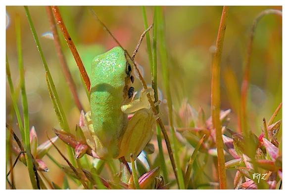 Rainettes méridionales juvéniles (Hyla meridionalis) Mediterranean Tree Frog ; Stripeless Tree Frog.