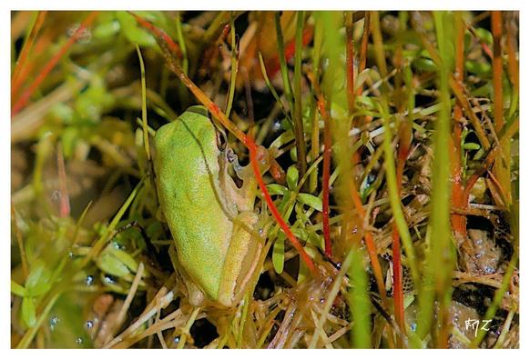 Rainettes méridionales juvéniles (Hyla meridionalis) Mediterranean Tree Frog ; Stripeless Tree Frog.