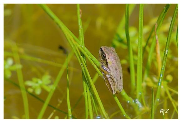 Rainettes méridionales juvéniles (Hyla meridionalis) Mediterranean Tree Frog ; Stripeless Tree Frog.