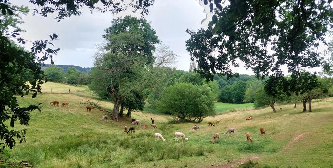 Unsere Alpakadamen auf Ihrer Wiese im Tal. Sie stehen verteilt da und schnurpseln ihr Gras.