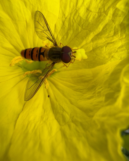 Hainschwebfliege (Episyrphus balteatus) auf einer Blüte