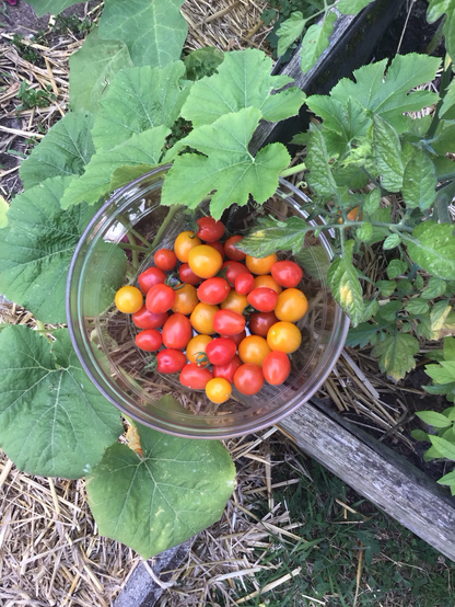 Tomates cerise rouges roses et oranges