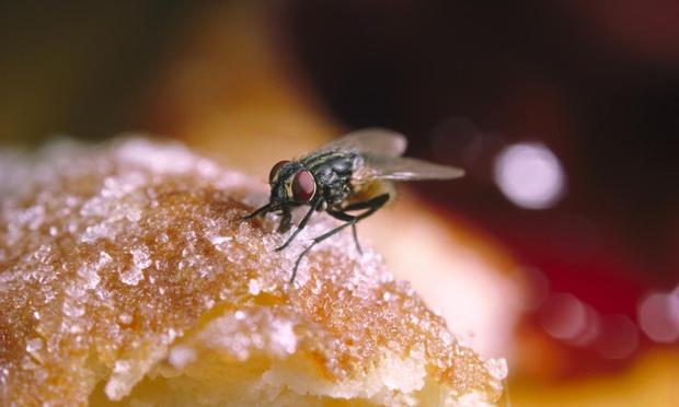 Una imagen de archivo de una mosca (Getty Images)