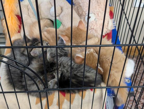 Four kittens, 2 orange & 2 grey, snuggling together for a nap in a big cage.