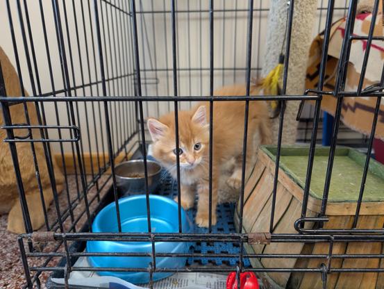An orange kitten, wide awake, looking off-camera. It's one of the kittens from the other photo in this post, still in a big cage.