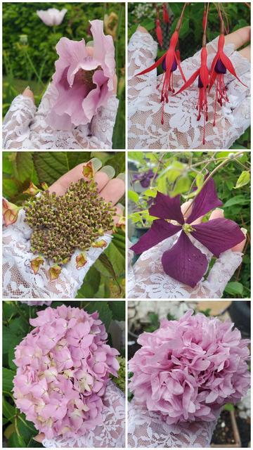 A six-panel collage features a gloved hand displaying different flowers. Each flower is close-up and centered. Clockwise from the top left there is a light pink poppy, bright pink and purple fuchsia, purple clematis, a pink ruffled poppy with many petals, pink hydrangea, and burgundy hydrangea buds. The hand wears a white lace glove. The background is blurred greenery.