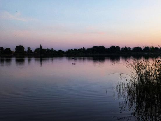 A wide, still body of water reflects the soft hues of a sunset sky, which transitions from light blue at the top to delicate pink and orange near the horizon. A dark, silhouetted treeline runs along the opposite bank, its reflection visible in the calm water. In the foreground on the right, tall, dark reeds stand out against the lighter water. The overall impression is one of peaceful twilight.