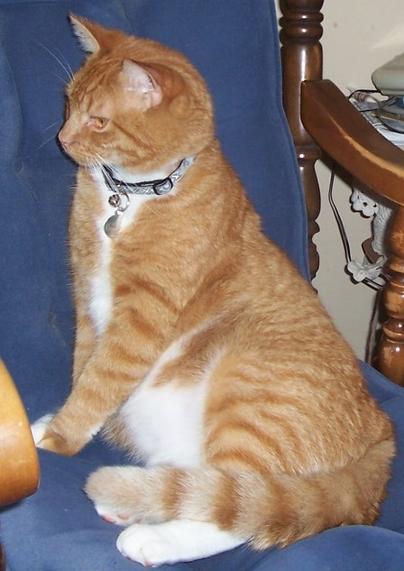My Cat and his name was Jack.