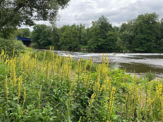 Viele Königskerzen am Ufer des Flusses