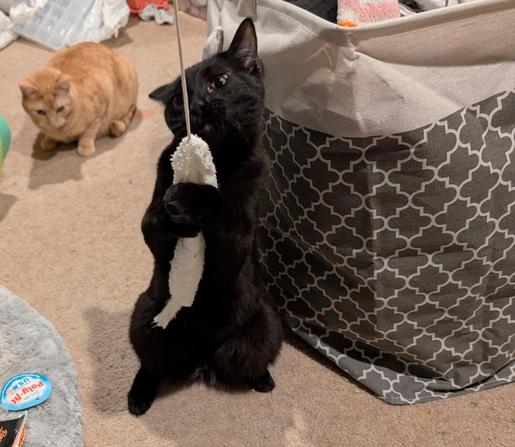 A photo of an orange cat and a black cat in a slightly messy room. The black cat, named Mora,  is in the foreground in front of a filled laundry basket and is the focus of the photo. She is standing only on her hind legs, aggressively hugging and biting a fuzzy toy on a string being held up by an out of shot human. The orange cat, named Dande, is several feet behind her in the background. He is looking at Mora quite sadly and possibly jealously, waiting for his turn.