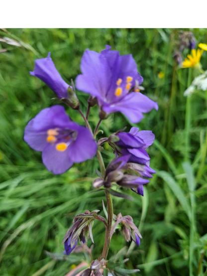 Close-up of Jacob's Ladder (Polemonium caeruleum, Himmelsleiter) with violet-blue flowers and yellow stamens, some buds still closed.
A hand holds the slender stem against a blurred green meadow background.