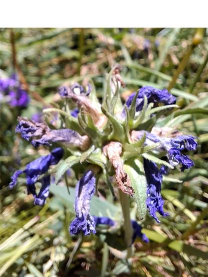 A close-up of a fading Campanula glomerata (clustered bellflower) in a grassy area. The purple-blue petals are wilted and drying, curling inward and turning papery at the edges. The green sepals and bracts surrounding the flower clusters are still fresh and spiky, contrasting with the browning petals. The background is a blurred mix of green grass and other vegetation in bright sunlight.