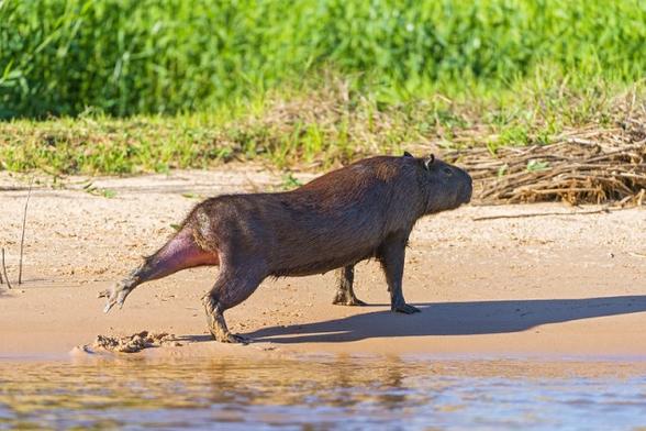 A capybara stretches one of its hind legs at the edge of a river