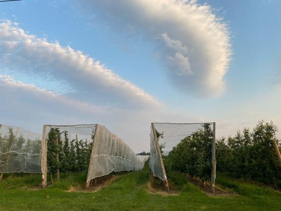 Orchard workers at Wafler Farms have been unfirling hail nets over rows of apple trees that stretch for what can be close to a mile to protect them from possible hail storms that have damaged apples in the past.