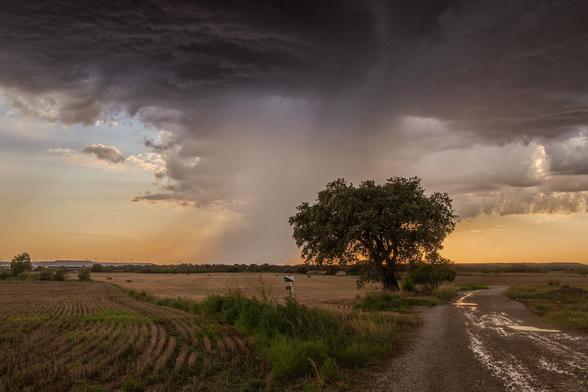You can see a field with a single tree and behind a big stormy cloud with sunset light.