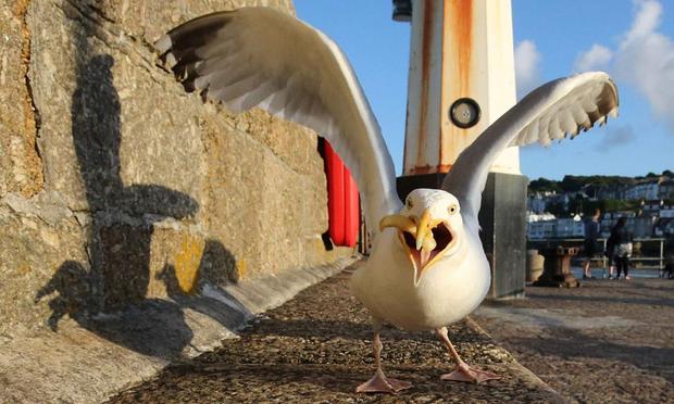 Una gaviota con cara amenazante, en una imagen de archivo (Matt Cardy / Getty Images)