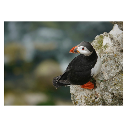 This is a landscape format colour image of a puffin standing on a cliff edge. It stands looking over its shoulder out of the left of the frame. Taken on the Yorkshire coast with a Sony RX10 IV.