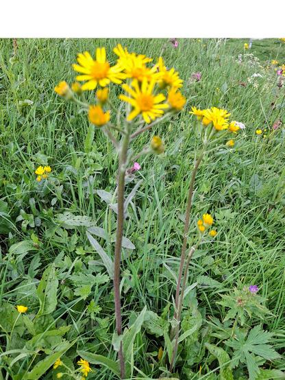A photo of Tephroseris helenitis, also known as Alpine groundsel, growing in a grassy meadow. The image shows two tall, upright stems with clusters of bright yellow, daisy-like flowers at the top. The flowers are slightly out of focus, while the green foliage and surrounding meadow plants, including grasses and various wildflowers, are more defined. The background includes hints of pink and white flowers, contributing to a lush and diverse meadow scene.