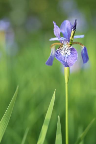 A photo of a Siberian iris in June.