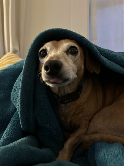 dachshund-mix is under a teal blanket like a hooded cloak, ears hidden, eyes wide, tongue out in a blep.