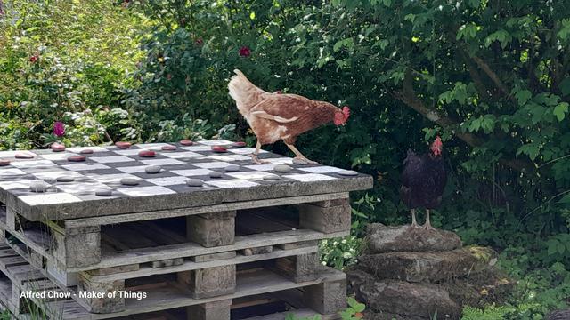 A garden scene. There is a stack of pallets up to table height. The top has been boarded and painted in black and white squares as a chess board. There are pebbles on the squares, some are natural grey, the others have been painted red to form draughts pieces.
A brown chicken is standing near the edge of the top, looking down as if contemplating a piece. She is looking to jump off the edge. There is a big pile of rocks there, at seating height, and a black chicken is standing there.
Around is grass, with a hedge close in as the background.