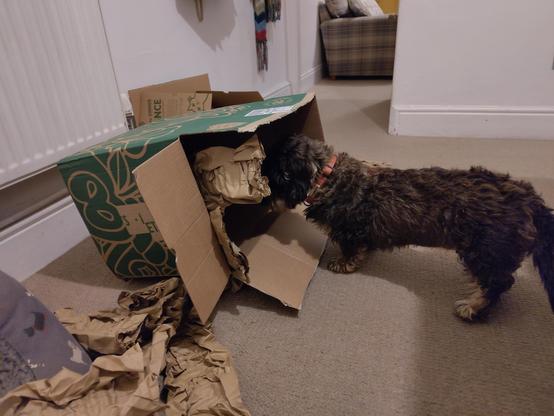 A small black and tan dog standing on a beige carpet looking into an empty cardboard box on its side