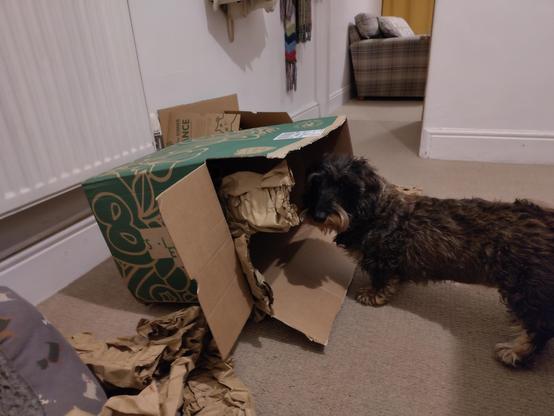 A small black and tan dog looking towards the camera, away from a cardboard box, looking disappointed