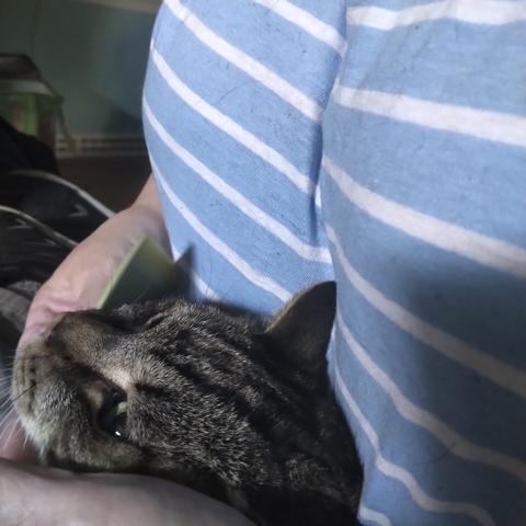 A stripeycat having his chin worked over with a flea comb. He is purring (not pictured)