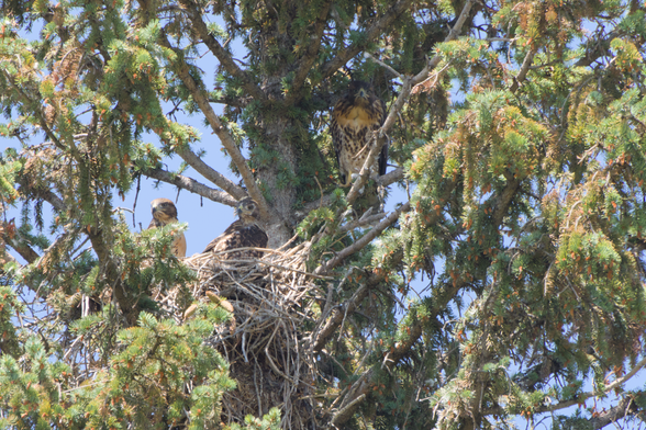 Three juvenile red-tailed hawks, two in a nest and one perched on a branch near the nest.  Two are looking off to one side and one is looking very stern but silly directly at the camera