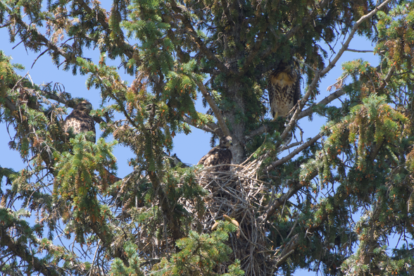 Three juvenile red-tailed hawks in a nest.  Two are perched on branches nearby the nest and one is in the nest, all three are looking at something to the right