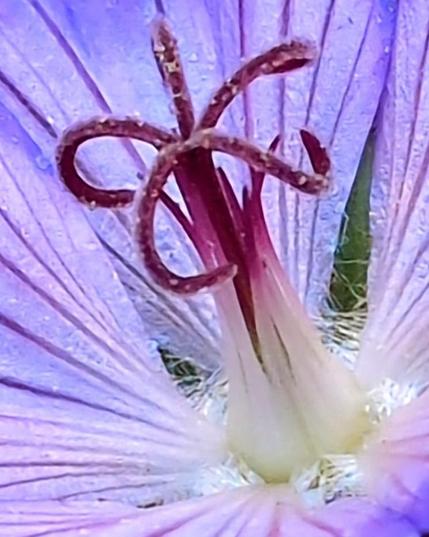 A closeup of a light purple flower, its reproductive parts jut forward from the hairy white center into brilliant dark purple tentacles that curl outward, sticky with pollen.