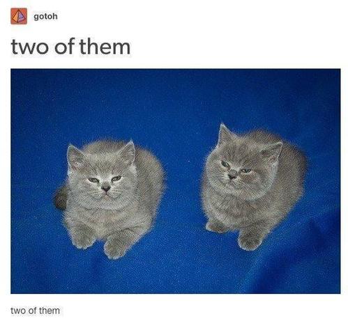 A meme with two kittens, saying "two of them" and then later, more text says "two of them." There are two of them.