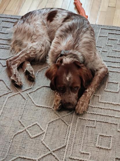 Pippin the Brittany Spaniel curled on a rug.