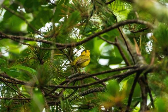 A wet Wilson’s warbler perched on a branch of a pine tree, looking around. Its black cap looks particularly slick.