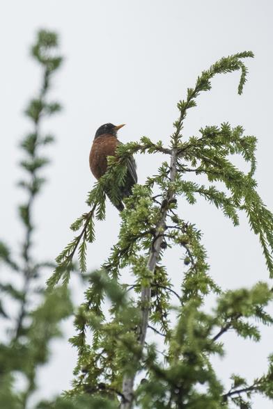 An American robin perched on the top of a pine tree. It looks to be handling the wetness very well, as it doesn’t look particularly drenched, even though you can see small rain drops in the picture.