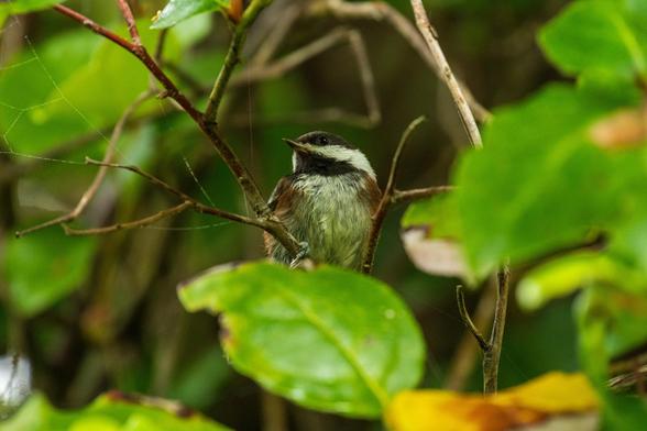 Another chestnut-backed chickadee, now perched in a twig of a leafy bush in the undergrowth. It doesn’t look s wet as the previous one, but still somewhat wet.